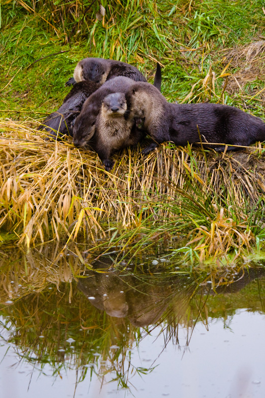 River Otters Grooming